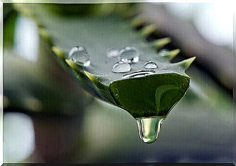 aloe vera close up