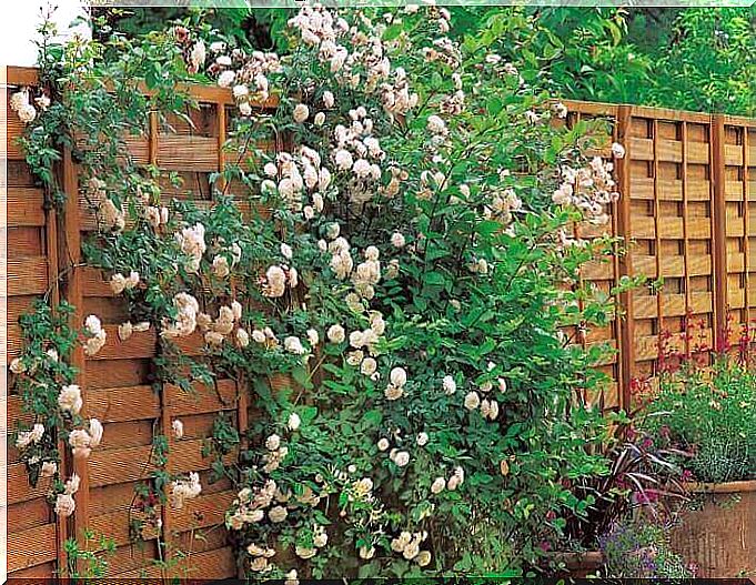 flower vines adorning a small city garden