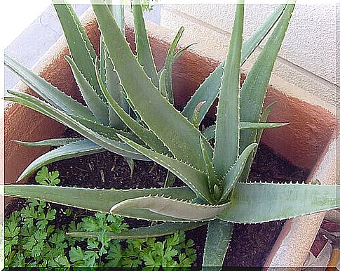 Aloe Vera is healthy 