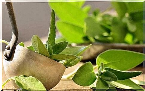 Sage is an excellent natural remedy for the prevention of unpleasant odors and excessive sweating in the armpits.