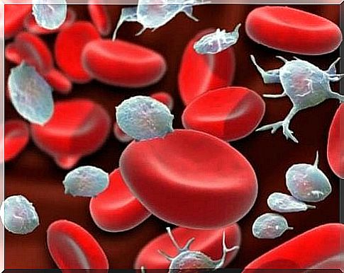 Aloe Vera treatment to increase the number of platelets