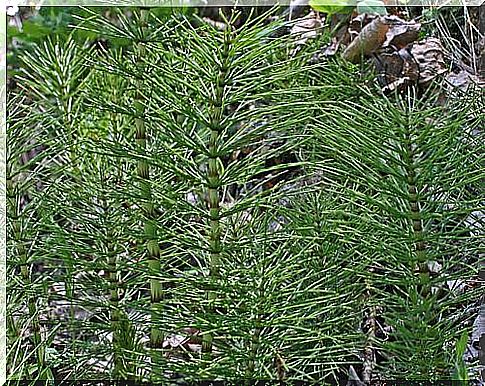 Body cleansing incubators: field horsetail