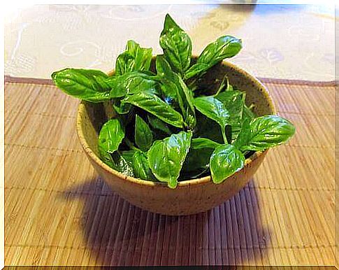 eat basil