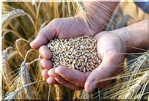 Homemade rye spelled bread is made from whole grains