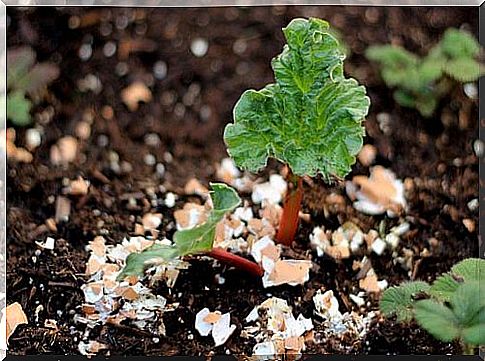 Organic fertilizer is a great way to take advantage of old eggshells at home as well