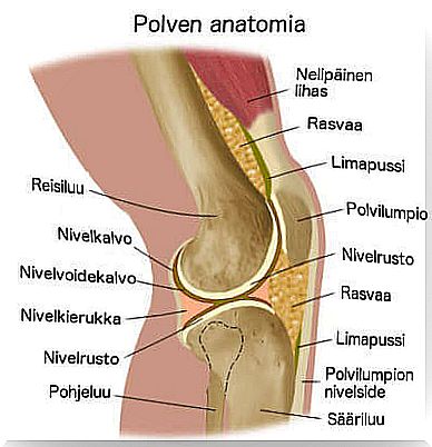 The causes of knee pain are manifold;  one factor that causes knee pain is rheumatoid arthritis.