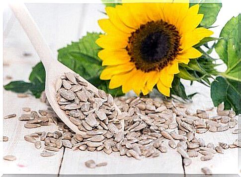 Manufacture of vegan cheese from sunflower seeds