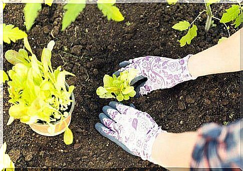 Planting plants must be done correctly