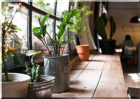 Plants as part of home decor