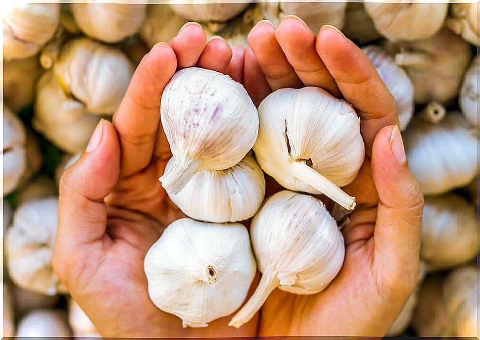 garlic in hands