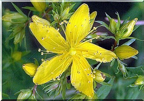 St. John's wort can facilitate e.g.  symptoms of depression closely related to fibromyalgia.