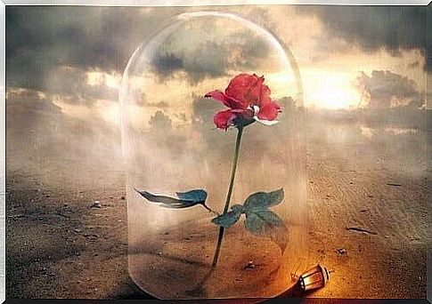 the flower suffers under a glass dome